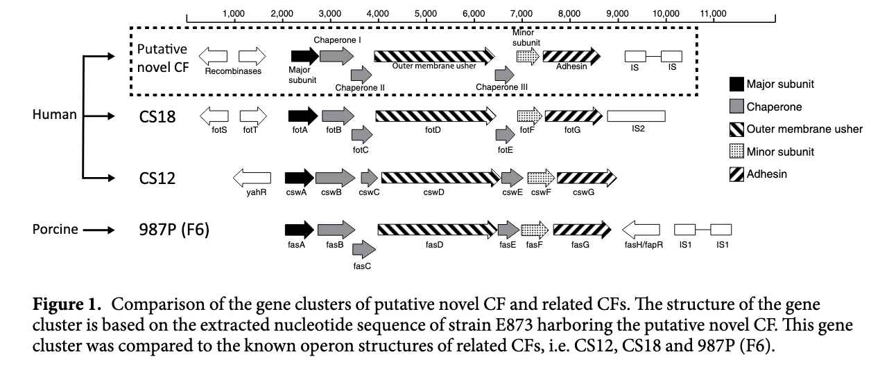 Identification and characterization of the novel colonization factor CS30 based on whole genome sequencing in enterotoxigenic Escherichia coli (ETEC)