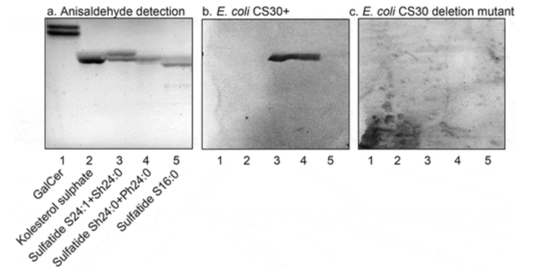 Colonization factor CS30 from enterotoxigenic <i>Escherichia coli</i> binds to sulfatide in human and porcine small intestine