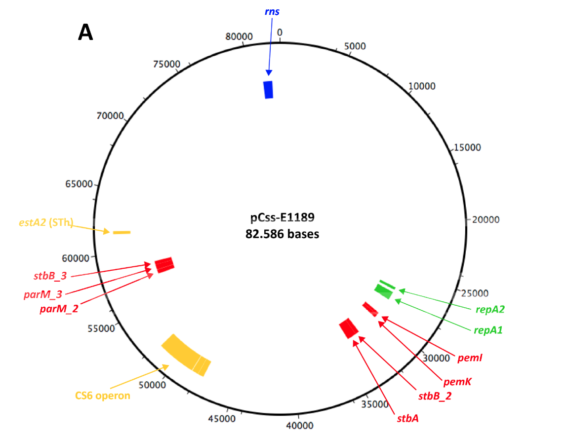 Stability of the Encoding Plasmids and Surface Expression of CS6 Differs in Enterotoxigenic Escherichia coli (ETEC) Encoding Different Heat-Stable (ST) Enterotoxins (STh and STp)