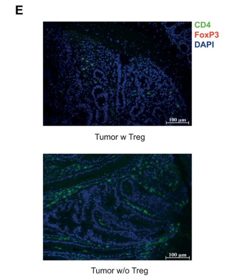 Treg‐cell depletion promotes chemokine production and accumulation of CXCR3<sup>+</sup> conventional T cells in intestinal tumors